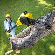 Professional Tree Removal and Landscaping Services in Byron, IL